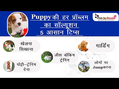 Puppy की Training इन 5 Basics से शुरू करें ।