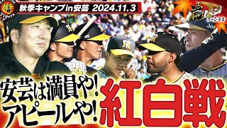 【11月3日秋季キャンプ】今日は紅白戦！主力から若虎まで藤川監督に火の玉アピール！満員の安芸で“没頭”の秋に！阪神タイガース密着！応援番組「虎バン」ABCテレビ公式チャンネル