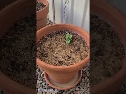 Comfrey update! These guys can grow!  #gardening #permaculture #comfrey #compost