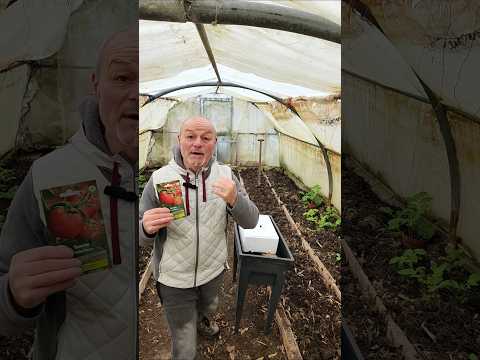 Une variété de Tomates savoureuses Très connu des anciens