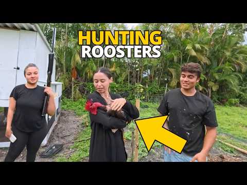 HUNTING ROOSTERS IN MY FARM - TWINS AT THE FARM