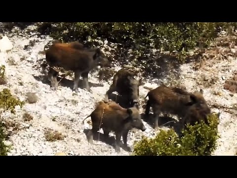 BEST WILD BOAR HUNTS 3 - EN İYİ DOMUZ AVLARI