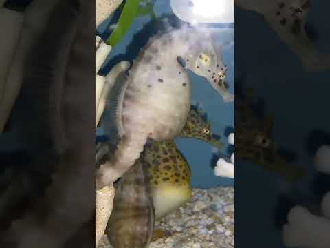 Amazing Sea Horses #shorts #aquarium #ripleysaquarium @rafisviews