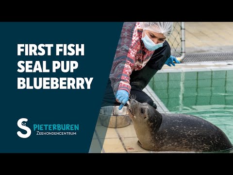 Seal pup Blueberry: first fish and taking a swim