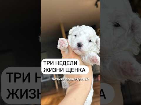 Три недели жизни щенка