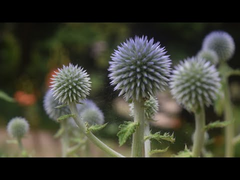 花と涼を求めて／高山植物花調べ／癒しのタイム＃48