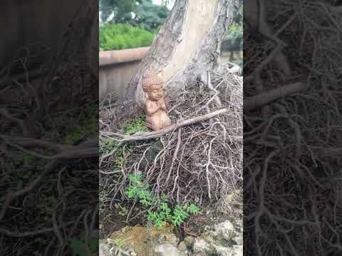 Gud morning a simple land and water penjing #bonsai #bonsaitree #penjing