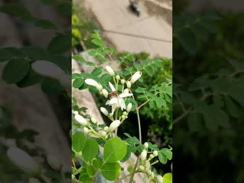 #shorts || Honeybee collecting honey on my drumstick plant