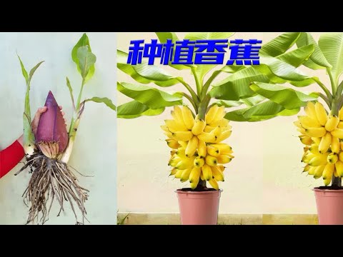 失传已久的种植方法，操作简单，一学就会。