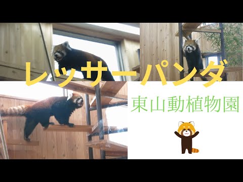 【東山動植物園】レッサーパンダ