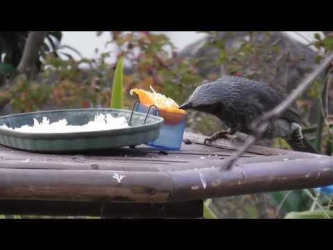 庭によくやって来る野鳥たち 令和6年12月31日