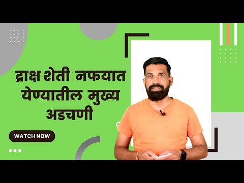 shrihari ghumare | द्राक्ष शेती नफयात येण्यातील मुख्य अडचणी