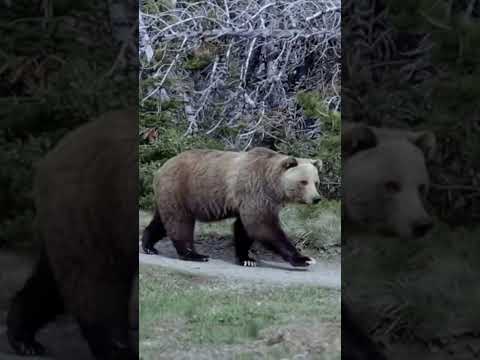 Close encounter of the bear kind. #shorts #bearencounter #bearsighting #bearonhike