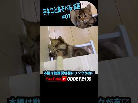 無邪気な子ねこと遊べるお店 01#Shorts