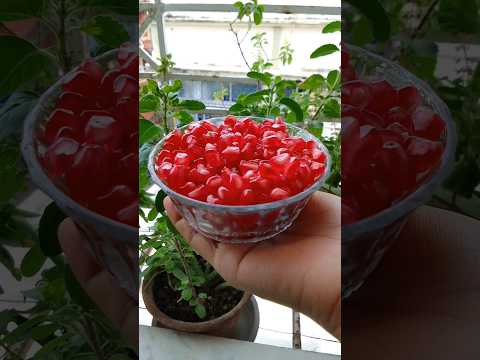 Pomegranate Cutting l How to cut a Pomegranate Easily l #shorts #shortsfeed #fruitcutting