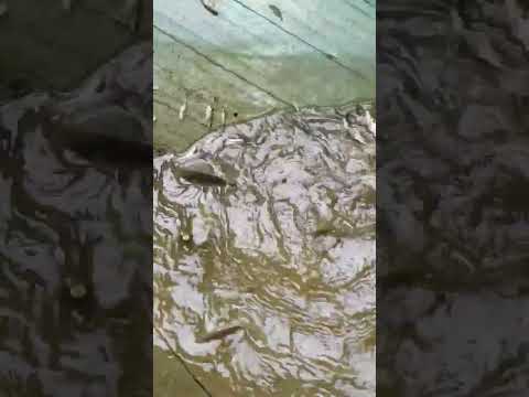 #fishing #village #fish #shortvideo