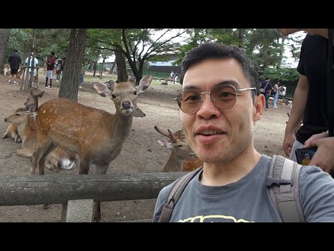 I took a day trip to Nara #nara #travel #food #japan