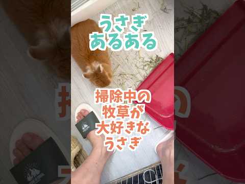 【うさぎあるある】掃除中の牧草を全力で食べに来るうさぎ　#ネザーランドドワーフ #コッペパン #うさぎ  #うさぎのいる暮らし #ウサギ #うさぎのいる生活 #shorts