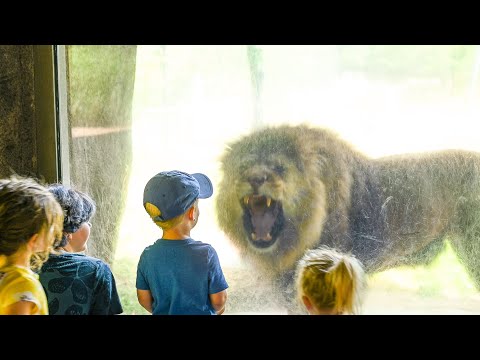 The Lion was the coolest part - our visit to the zoo - zoo animals