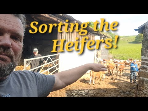 Sorting the Heifers, Bullock gets stuck! John Deere Roof ,Turkish Hair cut!