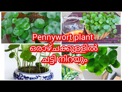 ഈ ചെടി അത്ര നിസാരക്കാരൻ അല്ല | How To Set Pennywort Plant In Aquarium