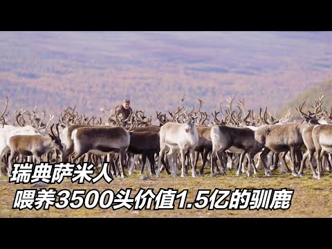 瑞典萨米人：零下30度喂养3500头驯鹿，价值高达1.5亿元，纪录片