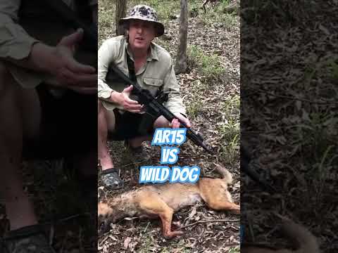 AR15 vs Wild Dog Australia #ozziereviews #wilddog #wilddogs #australia #ar15 #22longrifle #hunting