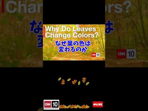 Why Do Leaves Change Colors? from CNN 10 in Nov. 2022 なぜ葉の色は変わるのか 和訳付き 縦動画