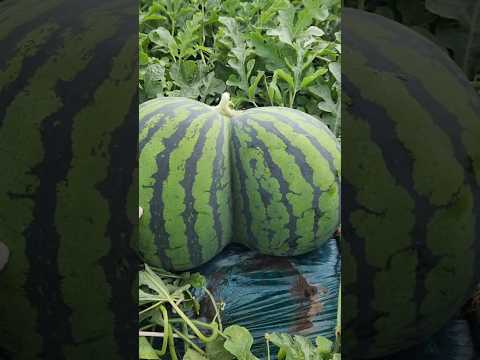 双子スイカ　完全版(収穫まで)　#Watermelon