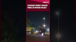 Dussehra Elephants Frenzy At Mysore Palace: Fighting Elephants Create Panic