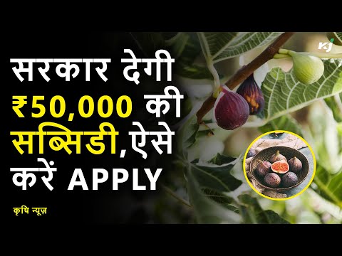 अंजीर फल विकास योजना के तहत किसानों को मिलेगी ₹50,000 की सब्सिडी | Fig Farming | Subsidy