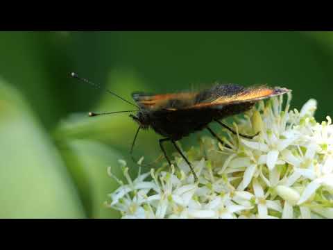 footage: butterfly, schmetterling