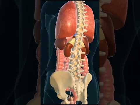 Organ Anatomy #shorts #youtubeshorts