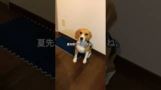 夏を先取りした飼主がうらやましいビーグル犬#いぬ #dog