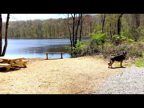 German Shepherd off-leash by a beautiful lake! Hiking with our German Shepherd Series ep168