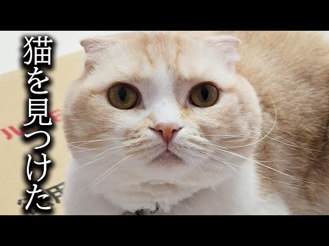 深夜にコンビニに行った帰り野良猫がいたので近づいてみると...