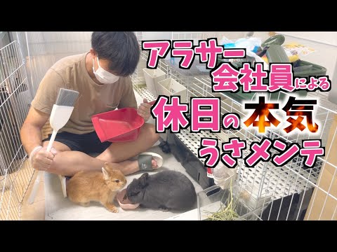 アラサーが休みの日に本気でうさメンテするだけの動画【ネザーランドドワーフのコッペ】