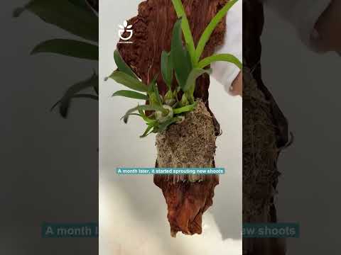 Is this method of growing orchids effective #garden #gardening #gardencare #gardentips #gardenlove