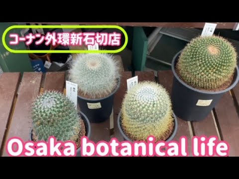 🍃Osaka botanical life🍃コーナン外環新石切店に行ってきました💜