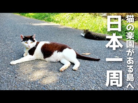 宮城にある猫島に行ったら想像と違った猫たちと遭遇 | 石巻 田代島