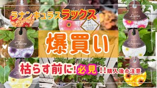 「ラナンキュラス ラックス」爆買い 購入後のコツと育て方 植え付けも実演します