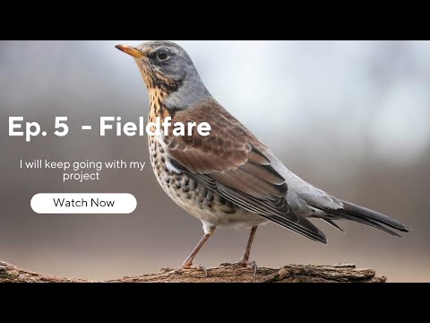 WBP Ep. 5 - Keep going! ( S20 ) | WILD BIRDS PROJECT #wildlife