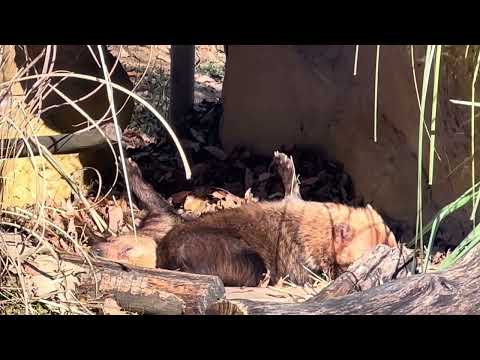 足を投げ出して眠るミコトちゃんに寄り添って眠るフクマルくん☺️ ヤブイヌ　埼玉県こども動物自然公園 にて　2024年12月21日