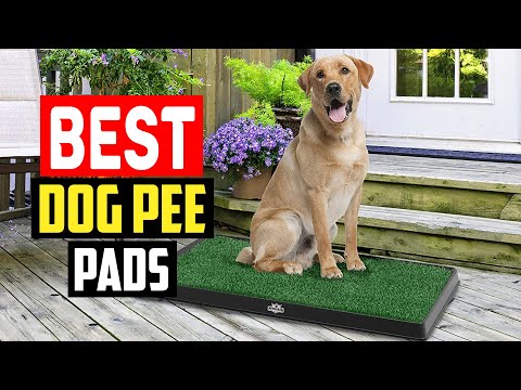 ✅5 Best Dog Pee Pads of 2023