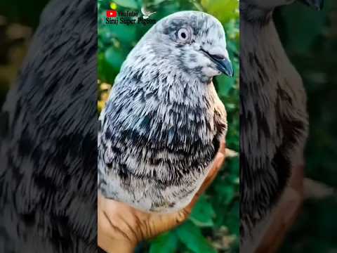 Rampuri Pigeon🕊️ Nor#kabootar#madrasipigeoninkolkata #viralshorts#antique #viralvideo #madrasipigeon