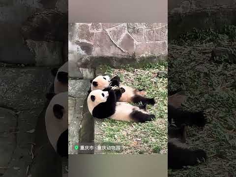 Panda. Giant panda twins Yu Ke and Yu Ai's tacit understanding. ジャイアントパンダの双子の渝可、渝愛の暗黙の了解。