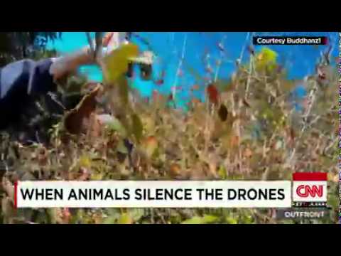 CNN News August 13 2015 Eagle knocks drone out of sky