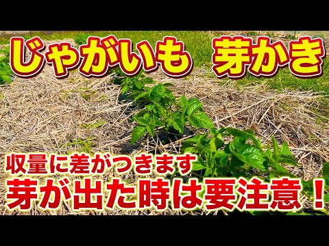 【じゃがいも栽培】芽かきをすることで収量と大きさに差がつきます！芽かきは何本残す？