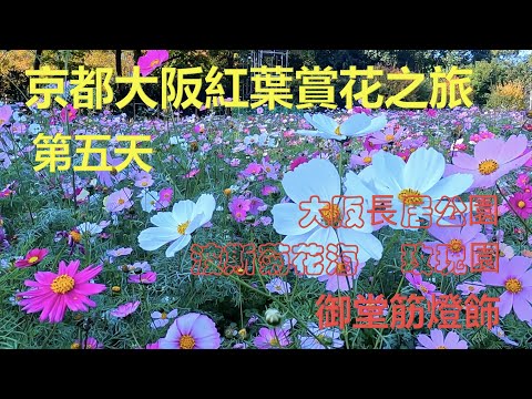 大阪長居公園波斯菊花海 – 玫瑰園 – 御堂筋夜景 - Kyoto Osaka trip – 5th day - cosmos, roses & light show ｛旅遊篇 travelling｝