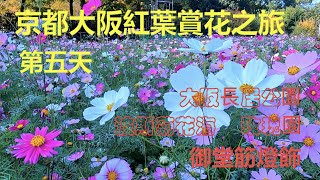 大阪長居公園波斯菊花海 – 玫瑰園 – 御堂筋夜景 - Kyoto Osaka trip – 5th day - cosmos, roses & light show ｛旅遊篇 travelling｝